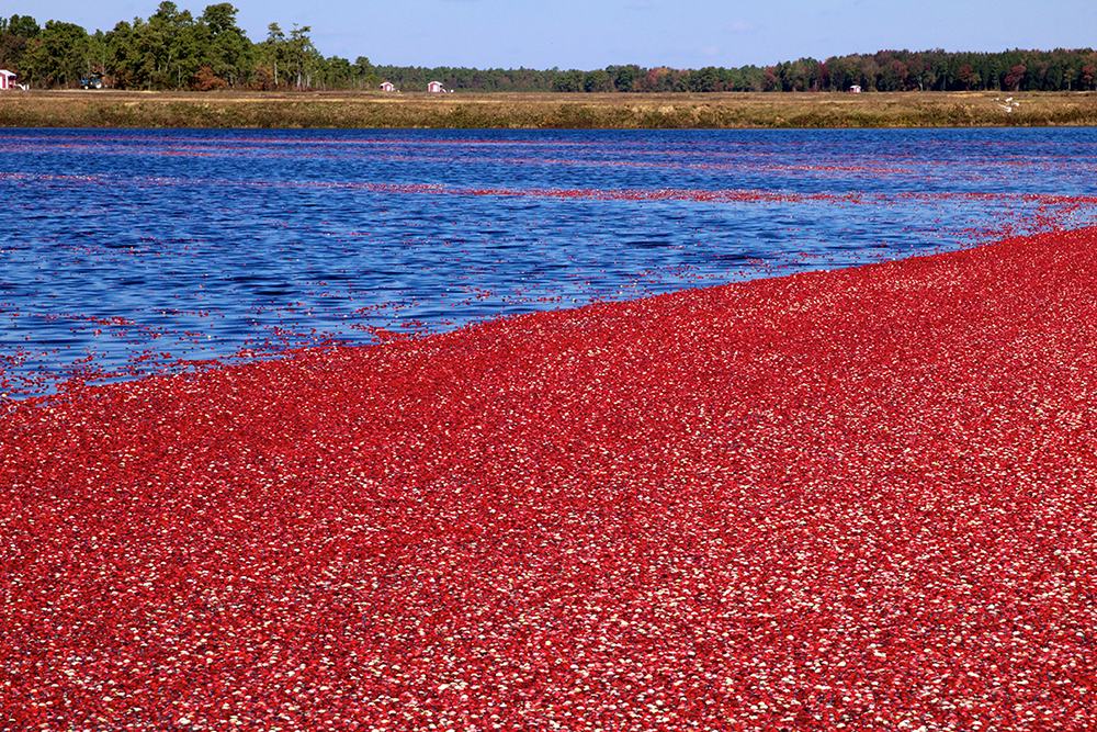 Cranberries floating in water before harvest.