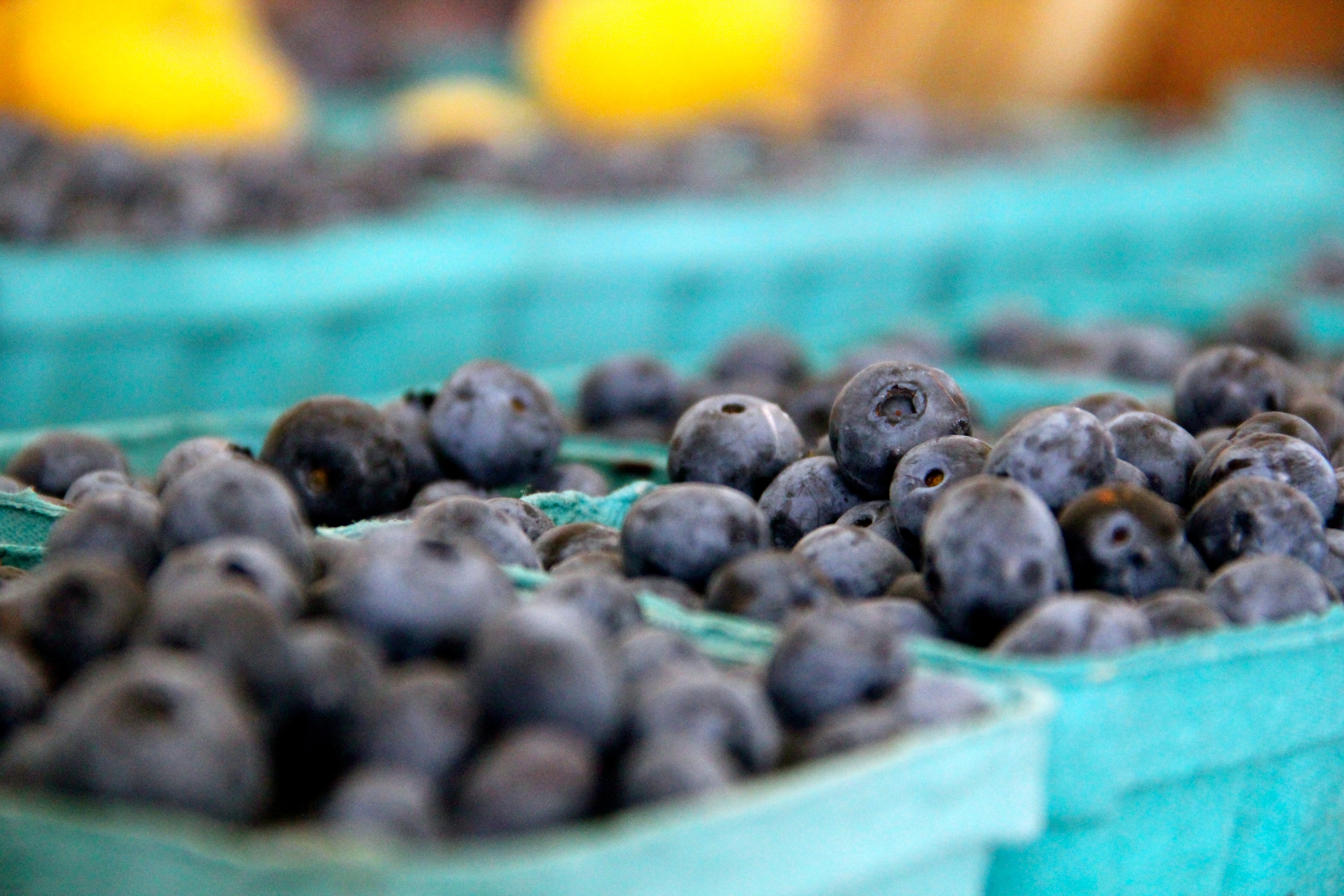 Florida-blueberries