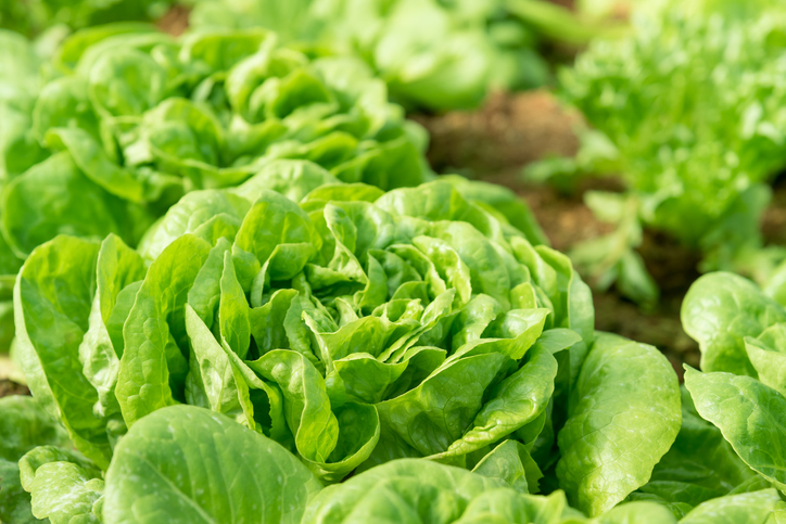 freshpoint-produce-101-lettuce-growing