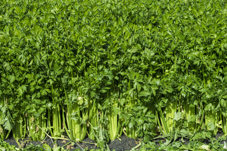 Celery growing in a field. 