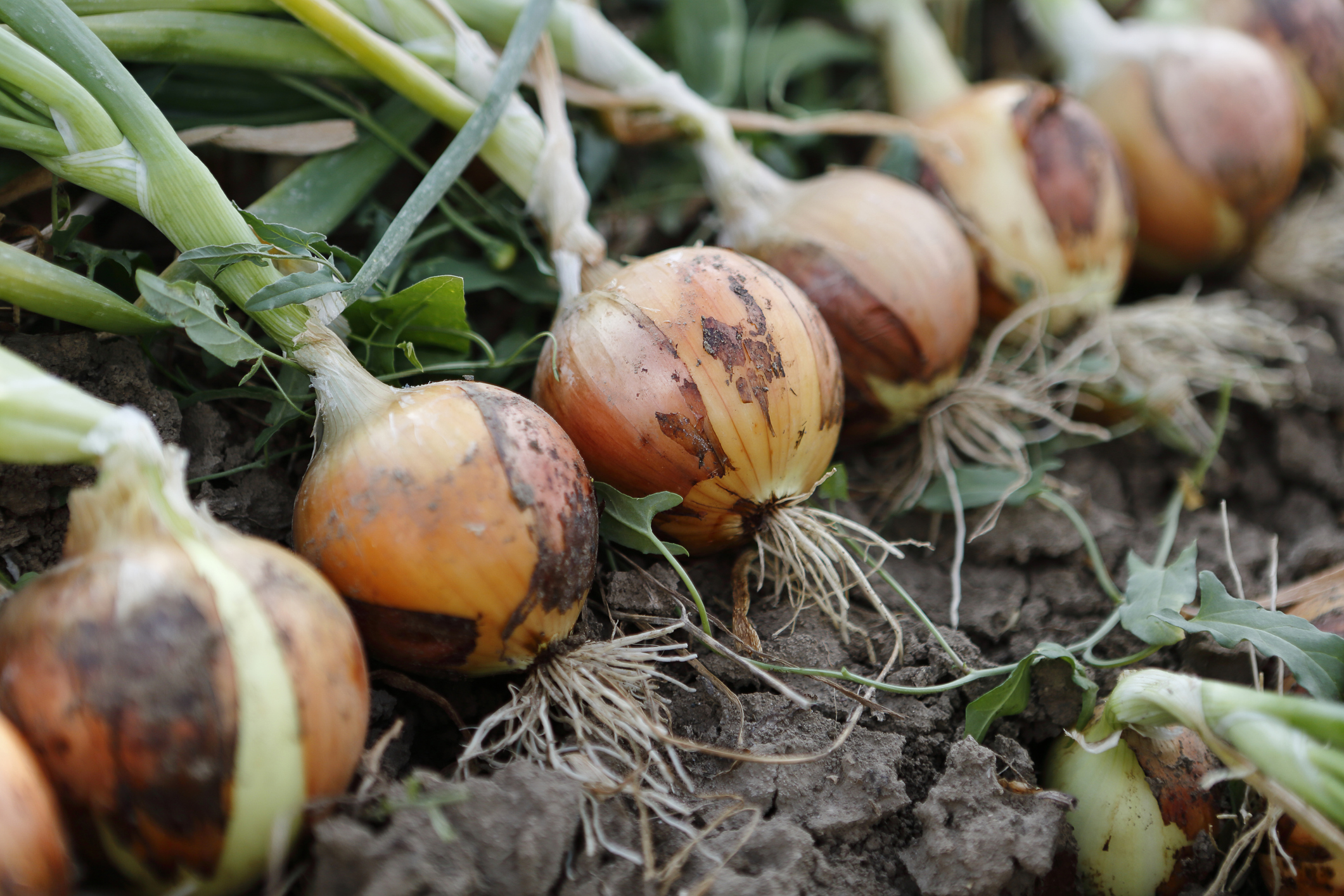 Onions turned up in the field before harvesting. 