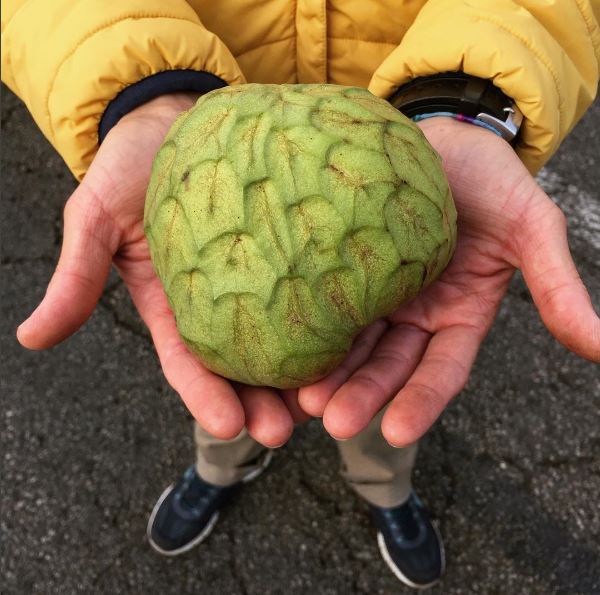 in the farmer's hands, Rincon del Mar Ranch's beautiful cherimoya