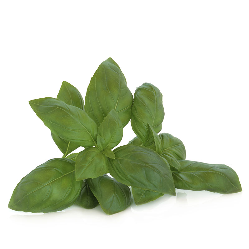 commodity-basil-freshpoint-produce