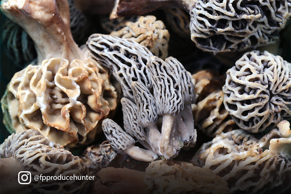 Morels! Image courtesy Karen Beverlin, vice president of Specialty Sales at The Produce Hunter.